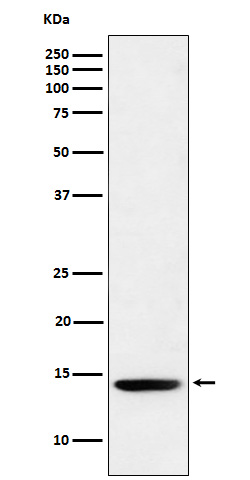 Histone H2B (formyl K120) Rabbit mAb