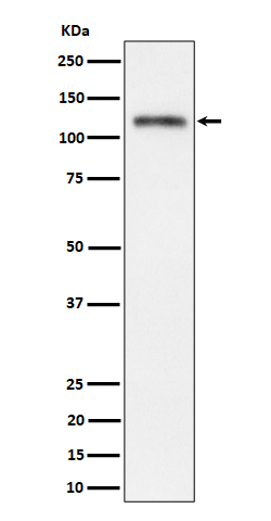 Semaphorin 4D / CD100 Rabbit mAb