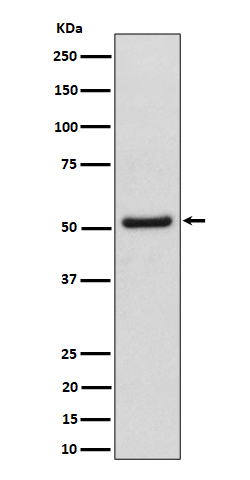 NUP50 Rabbit mAb