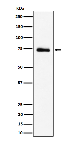 RAVER2 Rabbit mAb