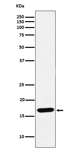 SFT Rabbit mAb