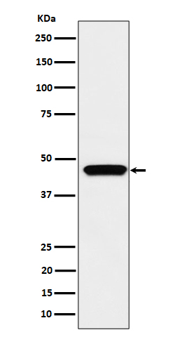 MK3 Rabbit mAb