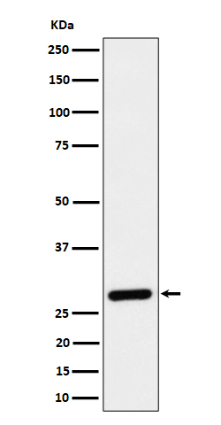 CLIC4 Rabbit mAb