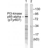 PI3-kinase p85- alpha (Phospho-Tyr607) Antibody