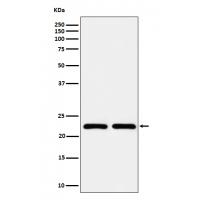 RAB22A Rabbit mAb