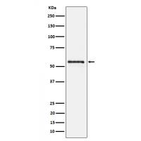 PTBP2 Rabbit mAb