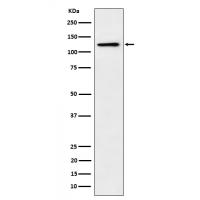 Palladin Rabbit mAb