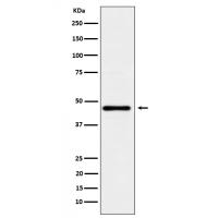 Lunatic Fringe Rabbit mAb