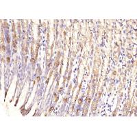 PHLDA2 antibody