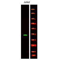 CD150 (Phospho-Tyr327) Antibody