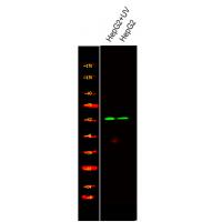 Smad2 (Phospho-Ser245) Antibody