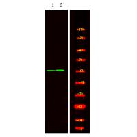 Hic-5 (Phospho-Tyr60) Antibody