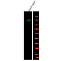 Kinesin-like Protein KIF1C (Phospho-Ser1092) Antibody