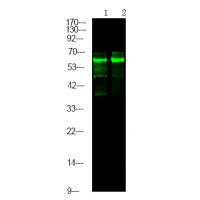 Caspase 8 (Phospho-Tyr448) Antibody