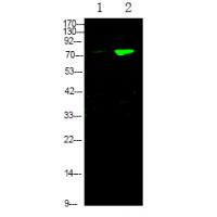 FKHRL1 (Phospho-Ser644) Antibody