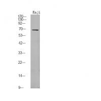 FGR (Phospho-Tyr412) Antibody