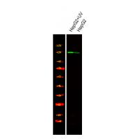 JAK3 (Phospho-Tyr904) Antibody