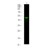 MNK2 (Phospho-Thr249) Antibody