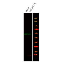 MST3 (Phospho-Thr18) Antibody