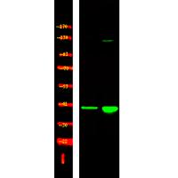 p38-γ/δ (Phospho-Tyr185/182) Antibody