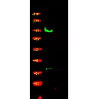 ZAK (Phospho-Ser165) Antibody