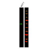 Retinoic Acid Receptor α/β (Phospho-Ser96) Antibody