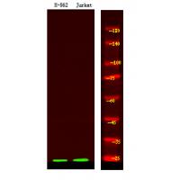 BCL-10 (Phospho-Ser138) Antibody