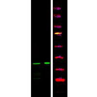 Connexin 43 (Phospho-Ser282) Antibody