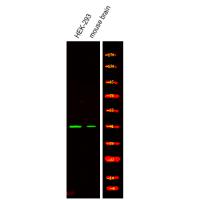 Ataxin-3 (Phospho-Ser256) Antibody