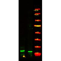 Bim (Phospho-Thr56/116) Antibody