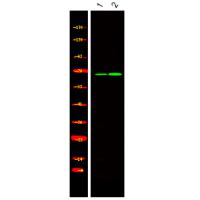 BORA (Phospho-Ser497) Antibody