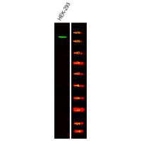 Claspin (Phospho-Ser30) Antibody