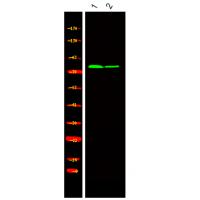 Kizuna (Phospho-Thr379) Antibody