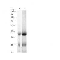 LAB (Phospho-Tyr136) Antibody