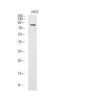 LIMK1 (Phospho-Ser310) Antibody