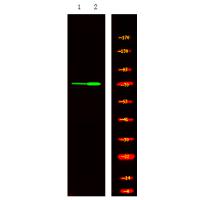 MKP-7 (Phospho-Ser446) Antibody