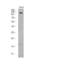 NFAT2 (Phospho-Ser172) Antibody