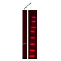 PSEN1 (Phospho-Ser353) Antibody