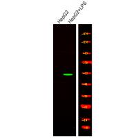 Smad1/5/9 (Phospho-Ser463+Ser465) Antibody