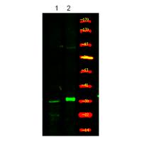 XPA (Phospho-Ser196) Antibody