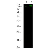 MET (Phospho-Tyr1365) Antibody