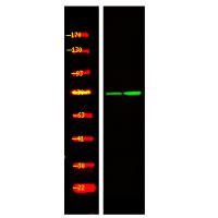 PRC1 (Phospho-Thr470) Antibody