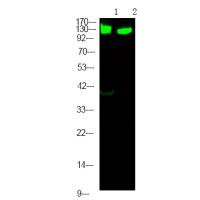 RBL2 (Phospho-Ser639) Antibody