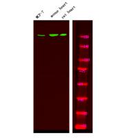 HER4 (Phospho-Tyr1242) Antibody