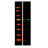 SRPK1 (Phospho-Thr601) Antibody
