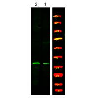 Myd88 (Phospho-Tyr257) Antibody