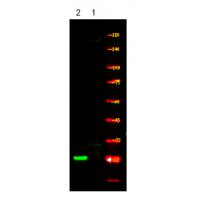 p21Cip1 (Phospho-Thr57) Antibody