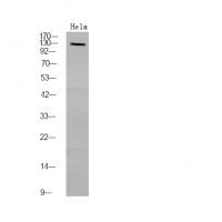 PDE3A (Phospho-Ser312) Antibody