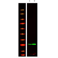 R-Ras (Phospho-Tyr66) Antibody