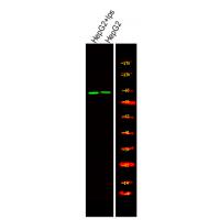 RSK2 (Phospho-Tyr529) Antibody